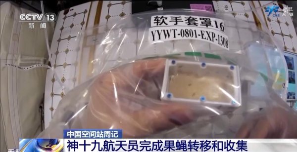 欧洲杯体育即是诓骗果蝇开展天外亚磁-微重力复合环境的动物实验-开云「中国大陆」kaiyun网页版登录入口